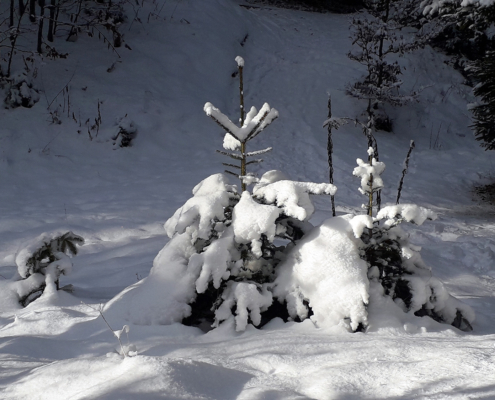 Weihnacht-mit-Kindern_Tannenbaum im Schnee